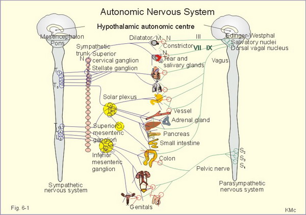 Receptors In The Nervous System. autonomic nervous system.