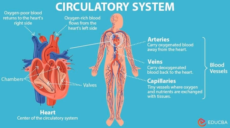 How is blood pressure determined?