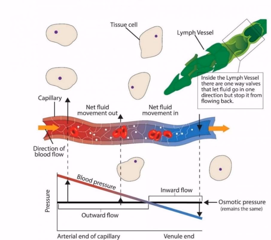 What is the difference between hydrostatic pressure and oncotic pressure?