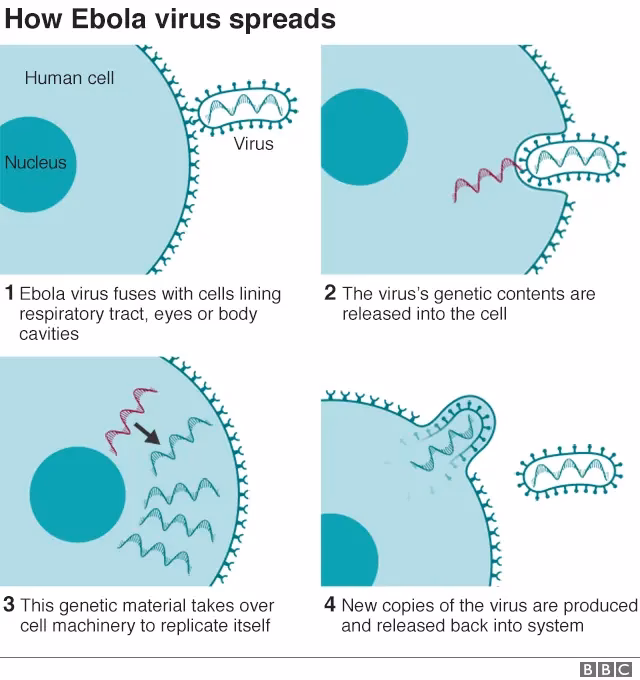 How did Ebola become a threat to international peace and security?