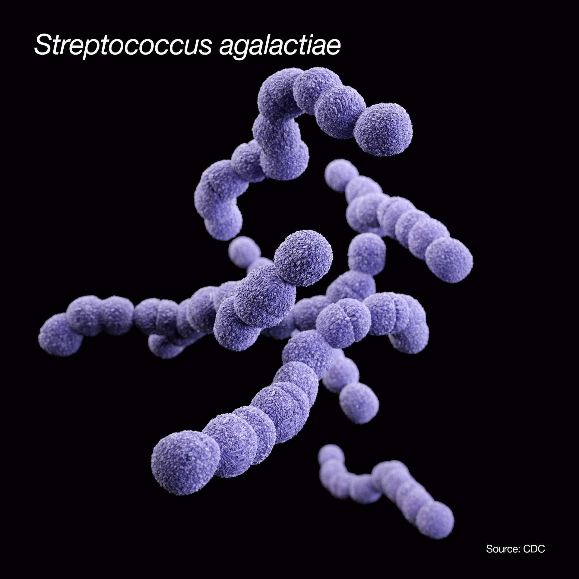 What is Group B Streptococcus agalactiae (GBS)?