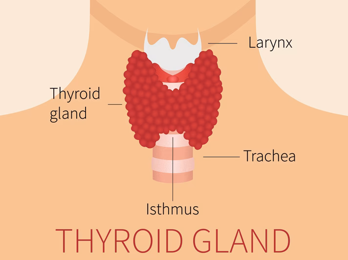 What are the symptoms of thyrotoxicosis (hyperthyroidism) (E05)?