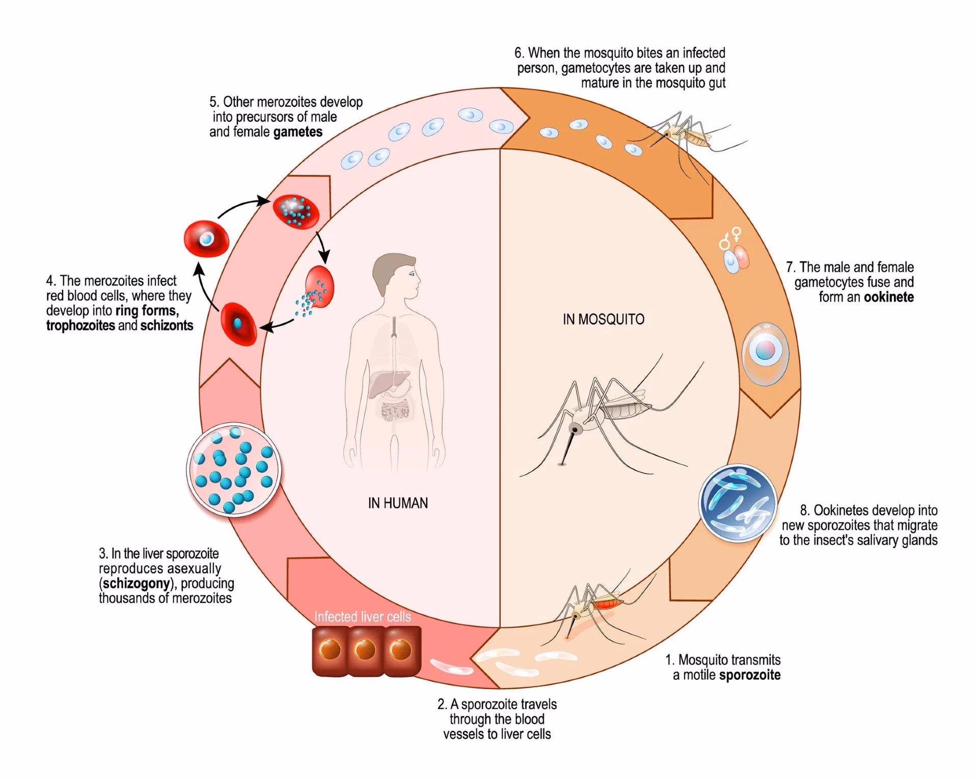 Which species causes the most severe malaria in the world?