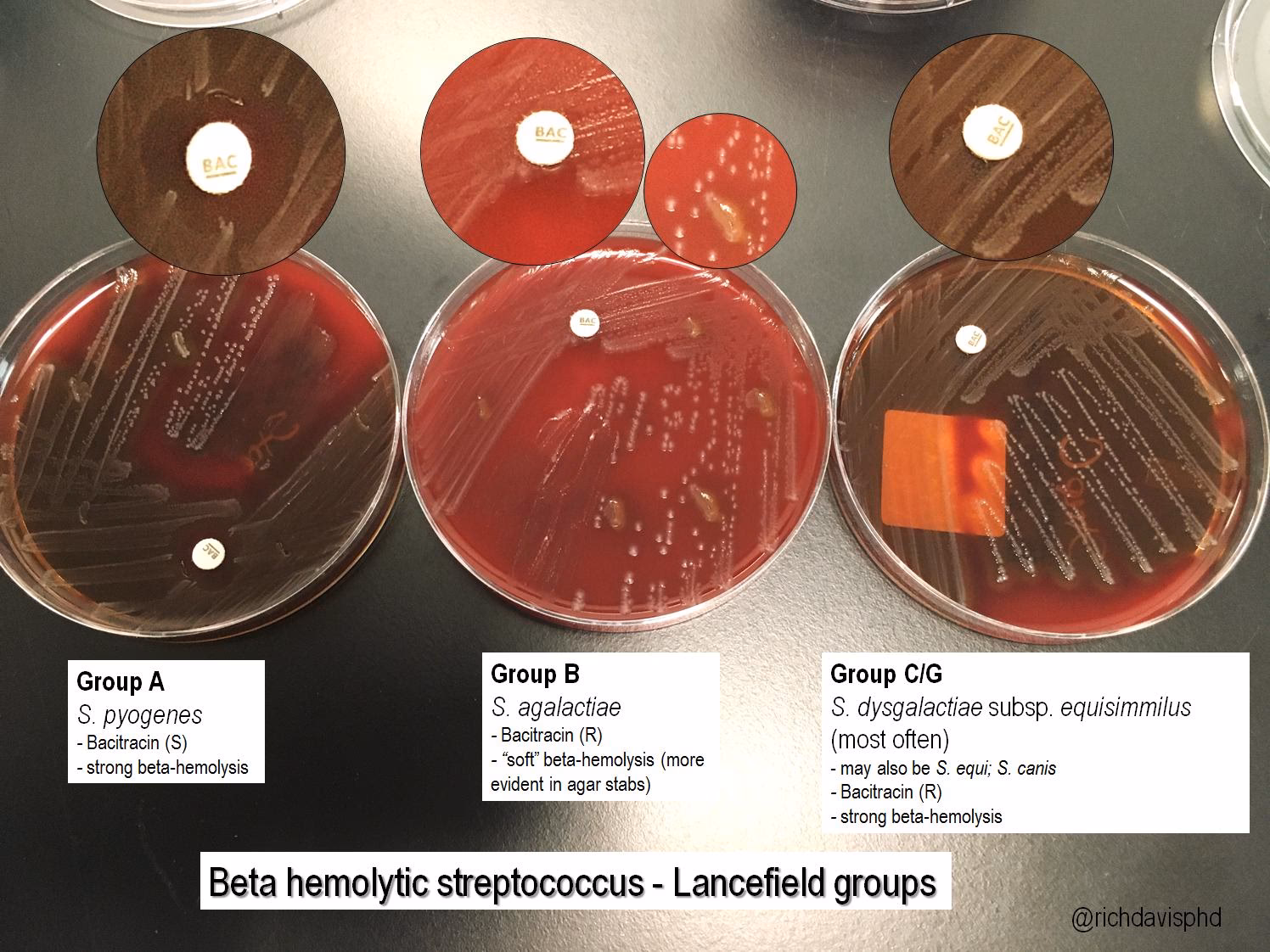 What is Group F beta hemolytic streptococci?
