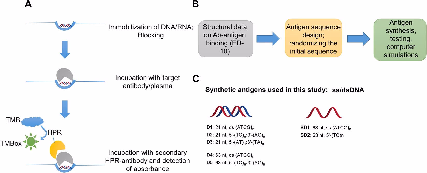 What antibodies are used in a lupus test?