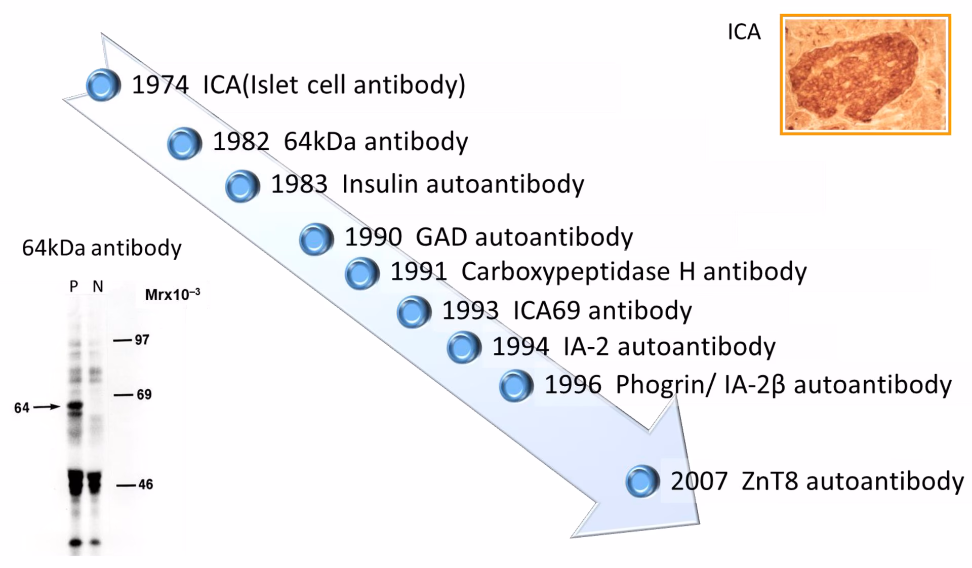 Which autoantibodies recognise cells in diabetes?
