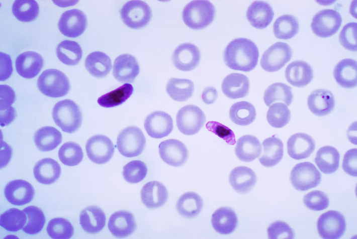 What are the different types of malaria vectors?