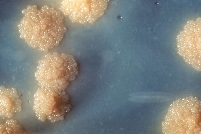 How does Mycobacterium tuberculosis evolve?