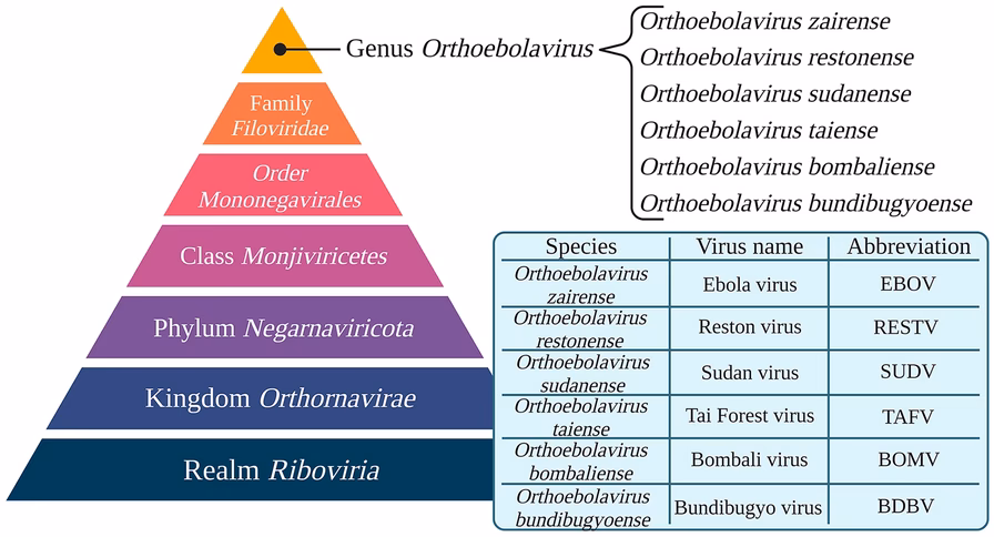 How many types of Ebolavirus are there?