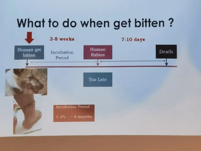 What is the incubation period for rabies in Hong Kong?