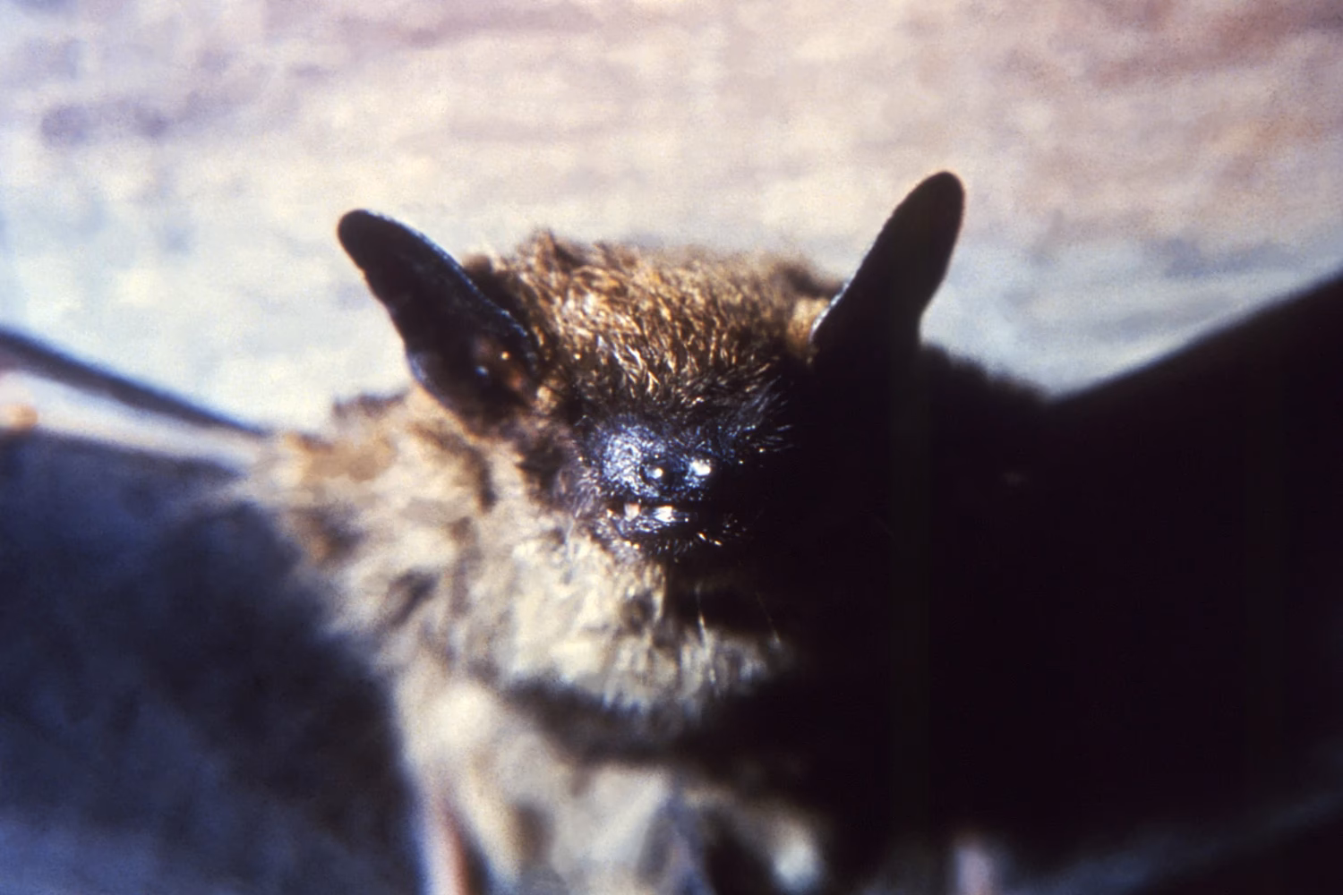 Are bats a risk factor for rabies?