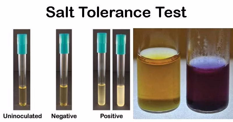 Is bile esculin positive or negative A streptococcus?
