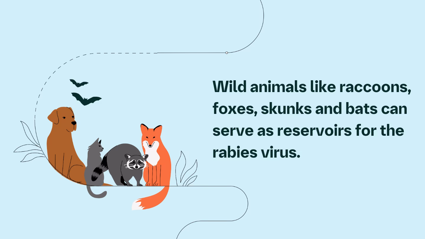 Is rabies a deadly disease?