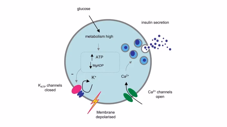 Why do we need a molecular & cellular study?