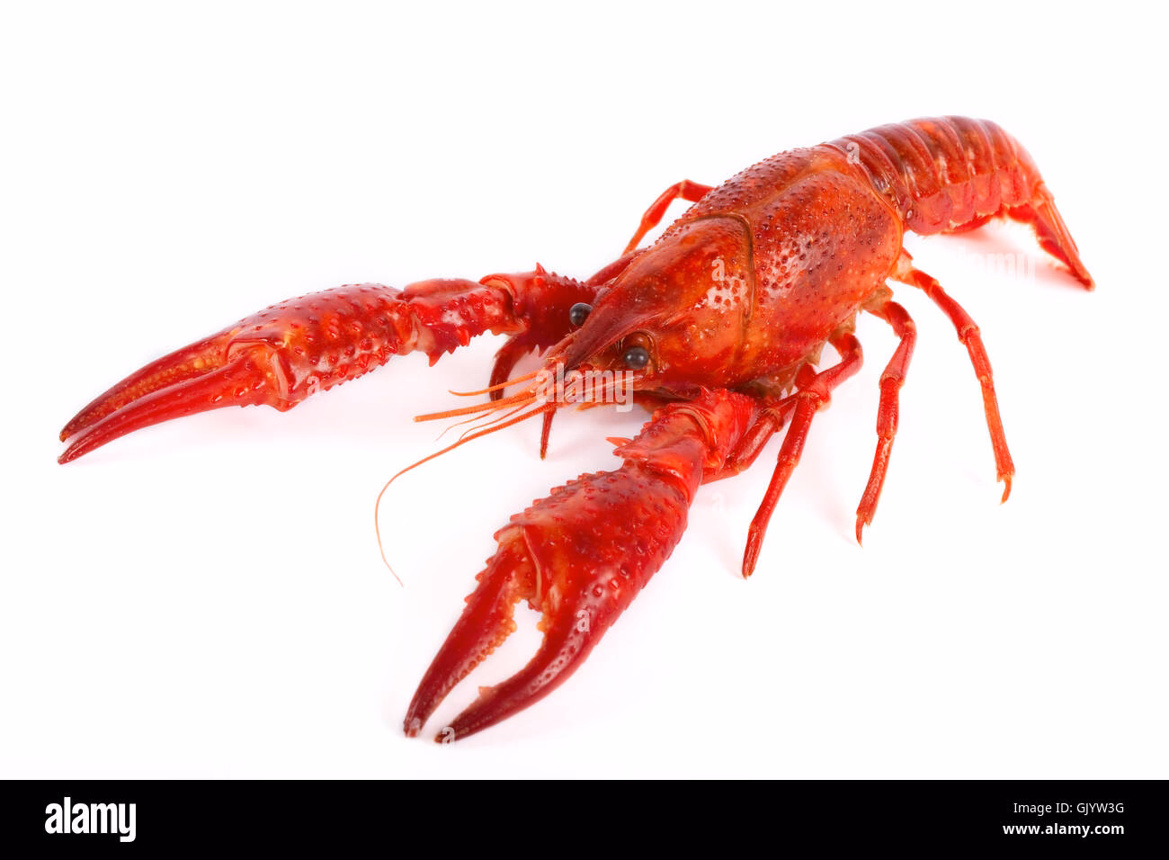 What animals are associated with cancer?