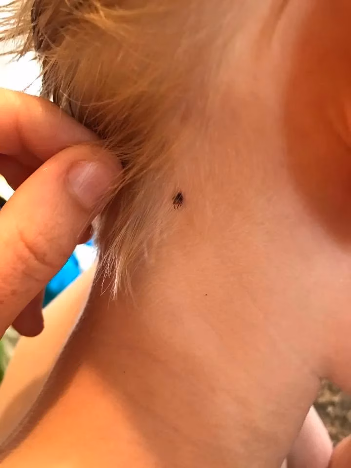 What if a tick bites you?