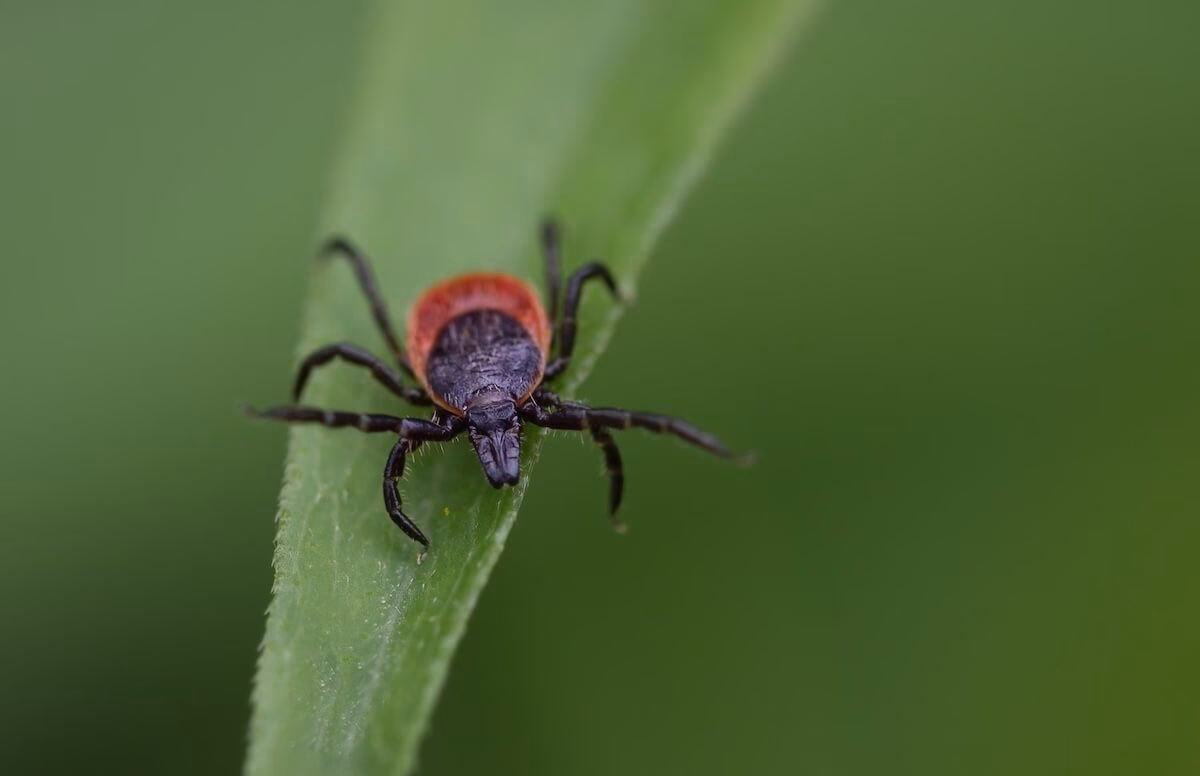 How long after a tick bite can you get Lyme disease?