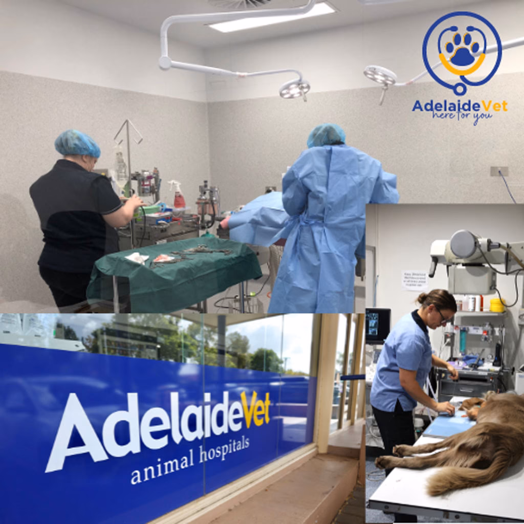 Is sash Adelaide a good veterinary hospital?