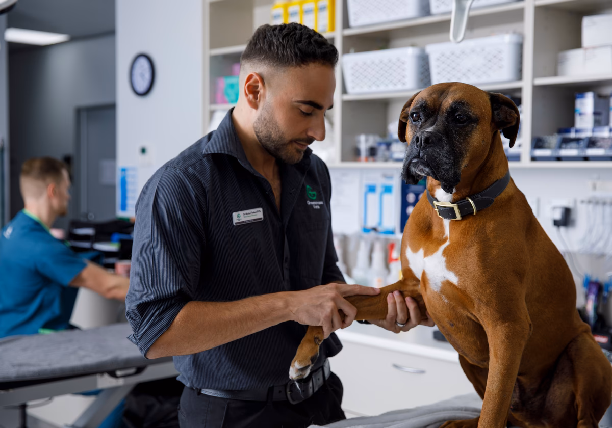 Where can I find an after hours emergency vet in Adelaide?
