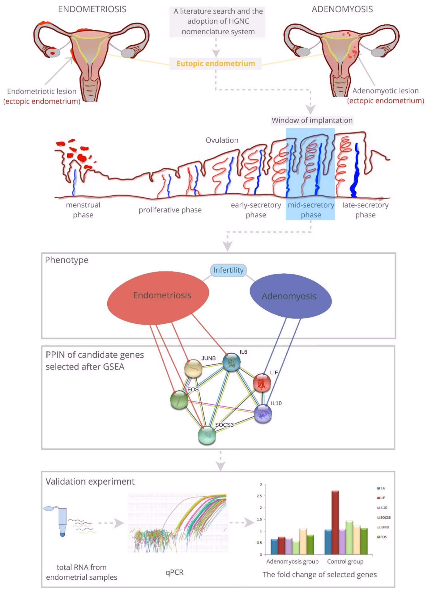What is endometrial receptivity?
