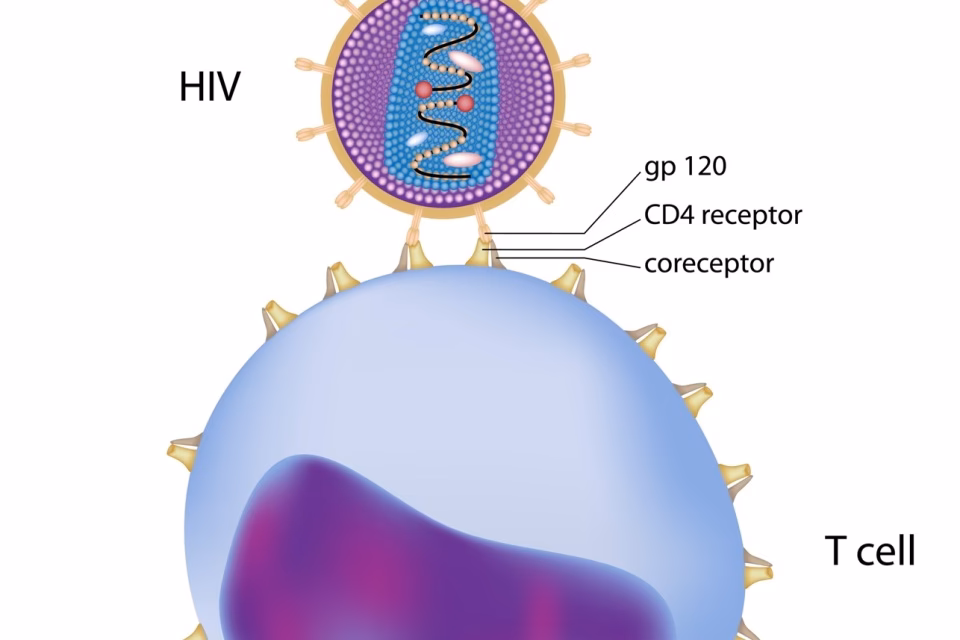 What is a good CD4 count for HIV?