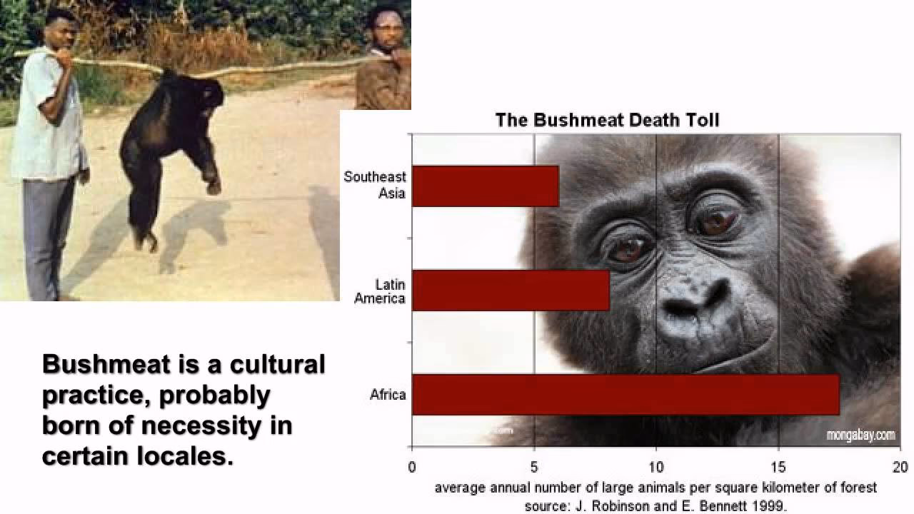 Did HIV/AIDS get its start in humans?