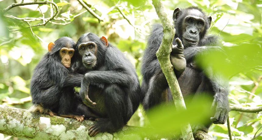 Did HIV/AIDS get its start in humans?