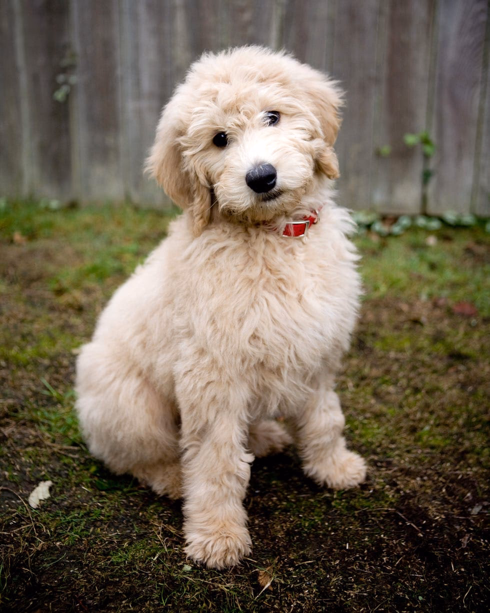 Are all dogs hypoallergenic?