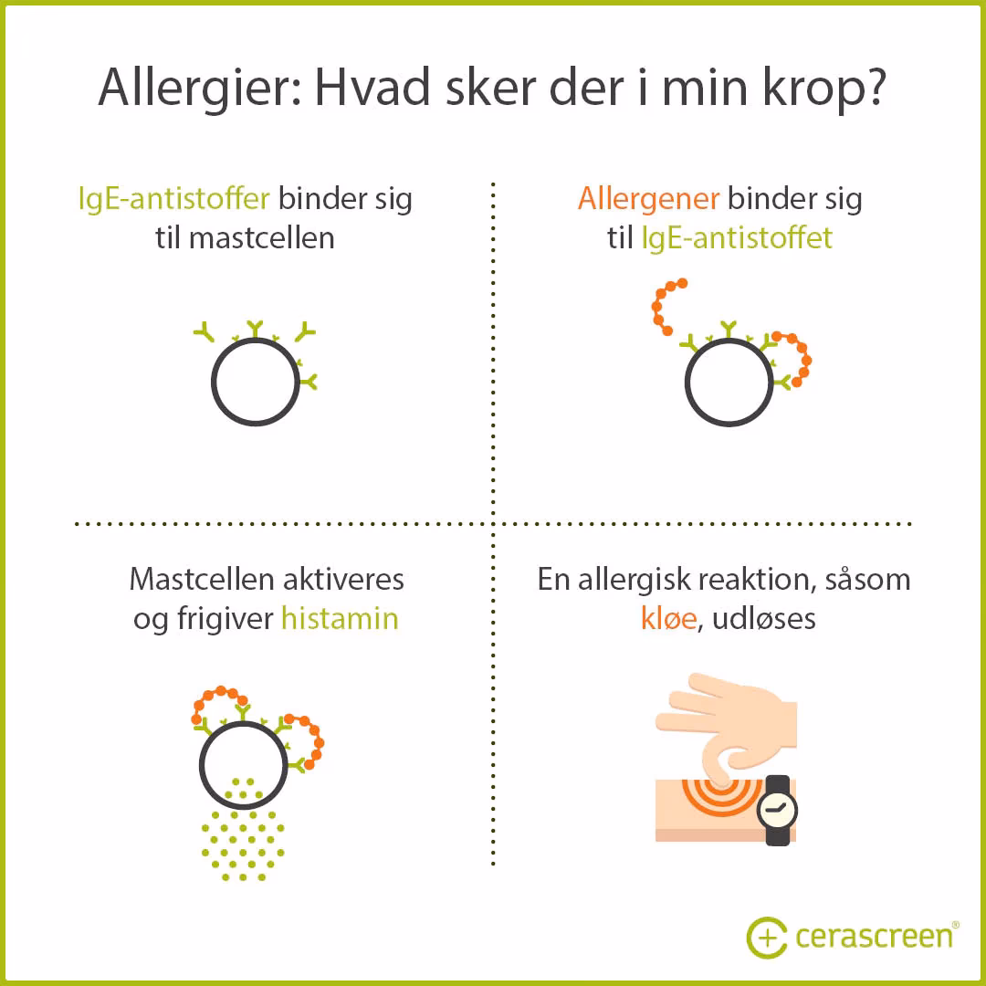 Hvad er allergitest?
