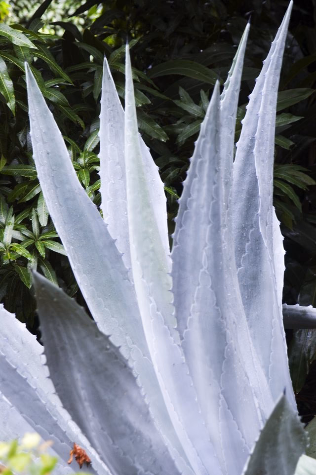 Can I drink tequila if I am allergic to Agave?