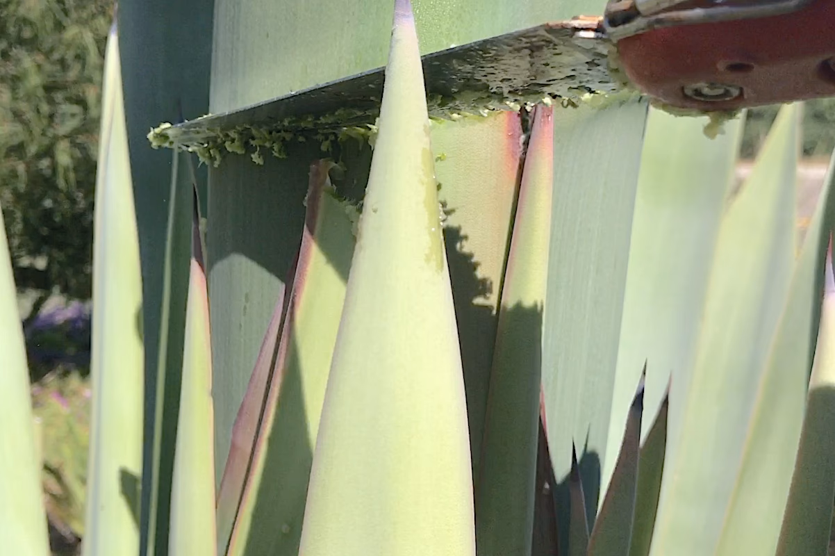Can you be allergic to blue agave?