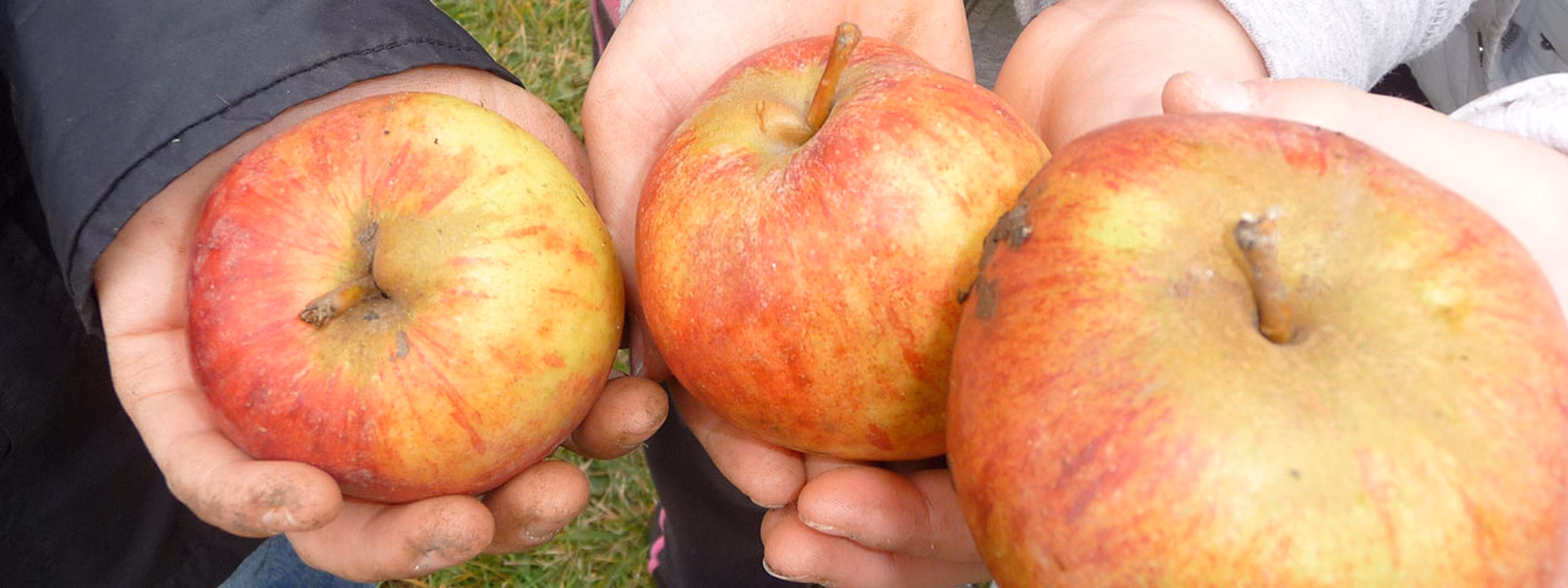 Welche Äpfel eignen sich für einen Apfel-Allergiker?
