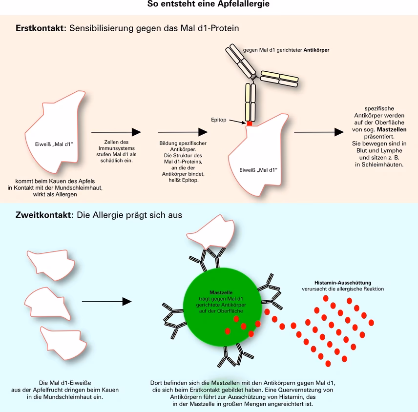 Welche Äpfel eignen sich für einen Apfel-Allergiker?