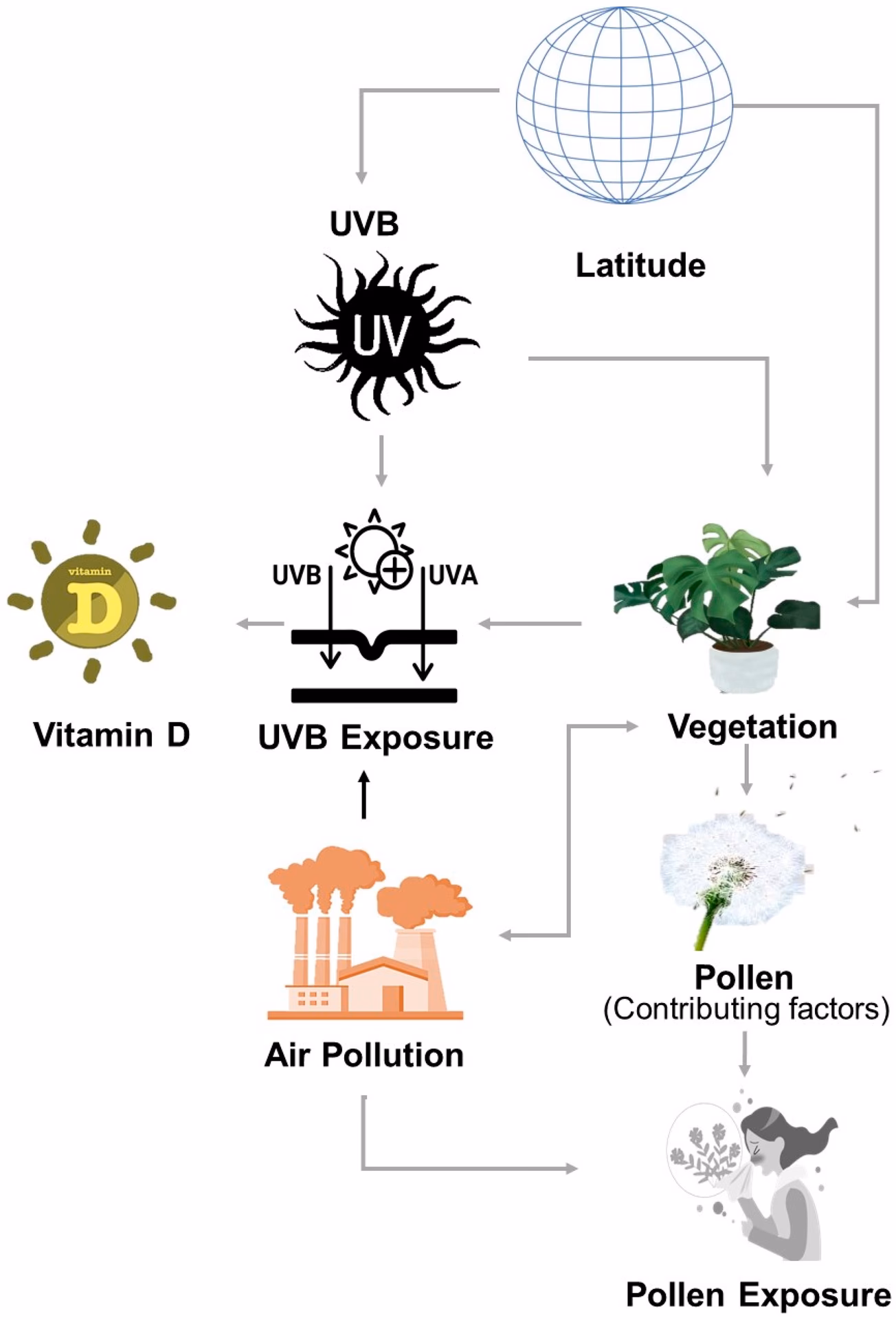 What role do bacterial species play in allergic inflammation?