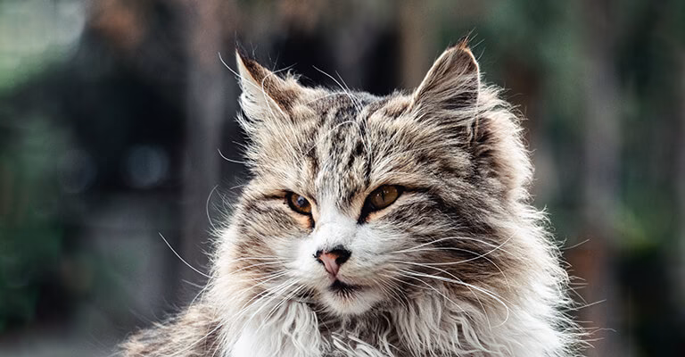 Was ist eine Katzenallergie?