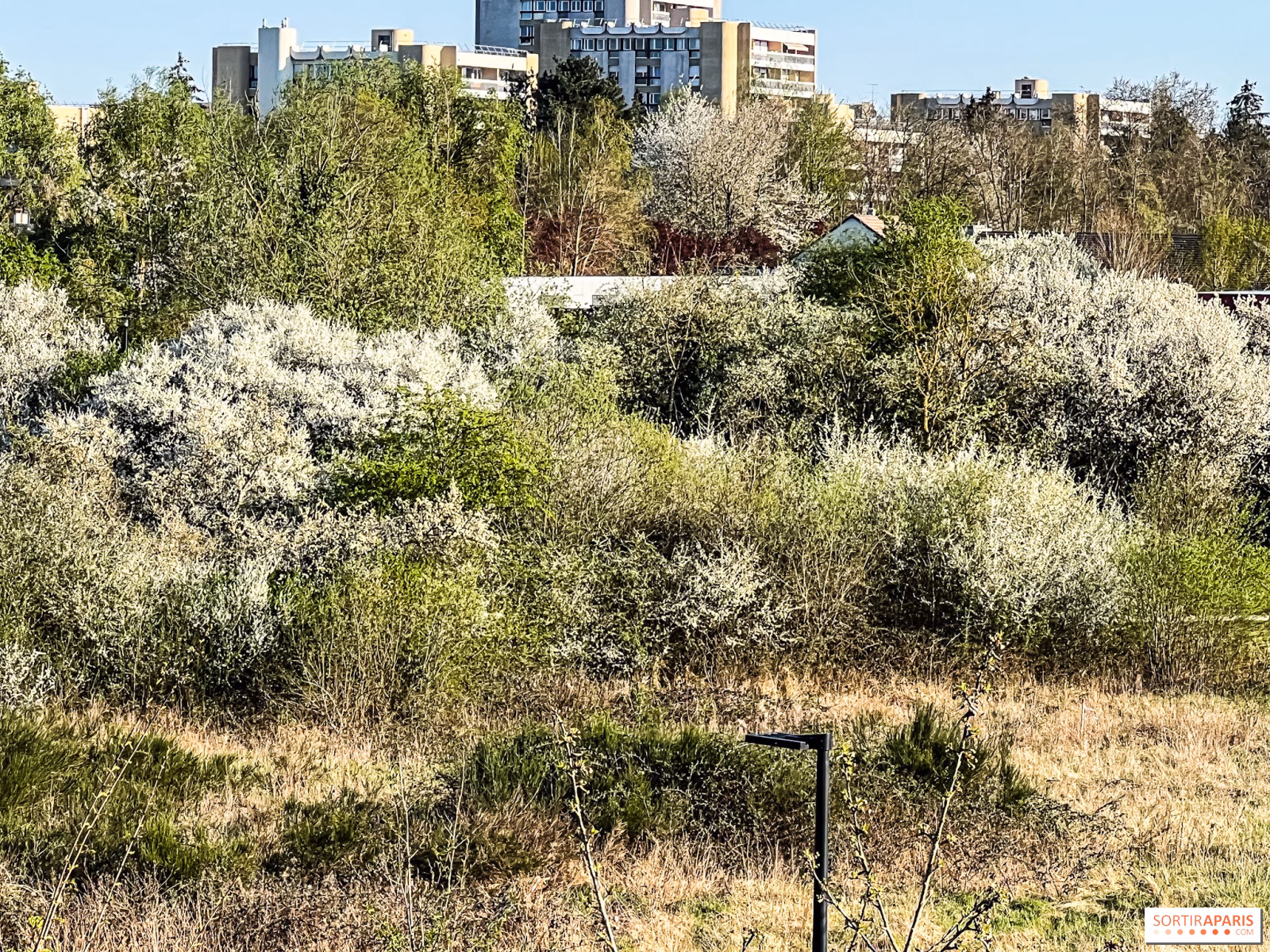 Quels sont les niveaux de pollen à Paris ?