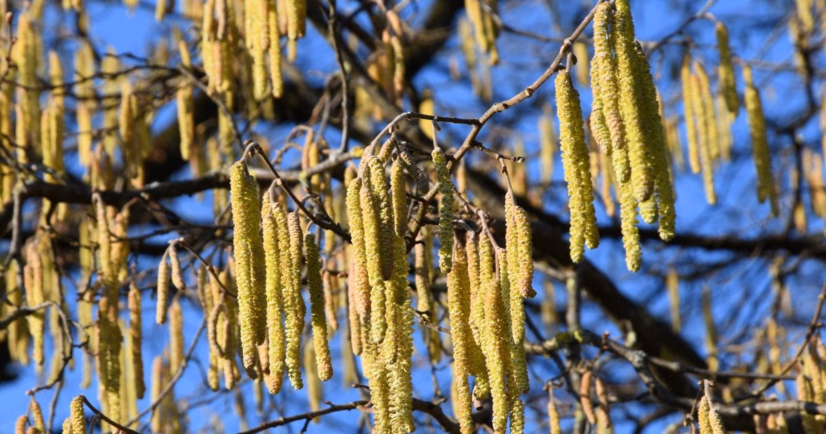 Why is pollen season important in Switzerland?