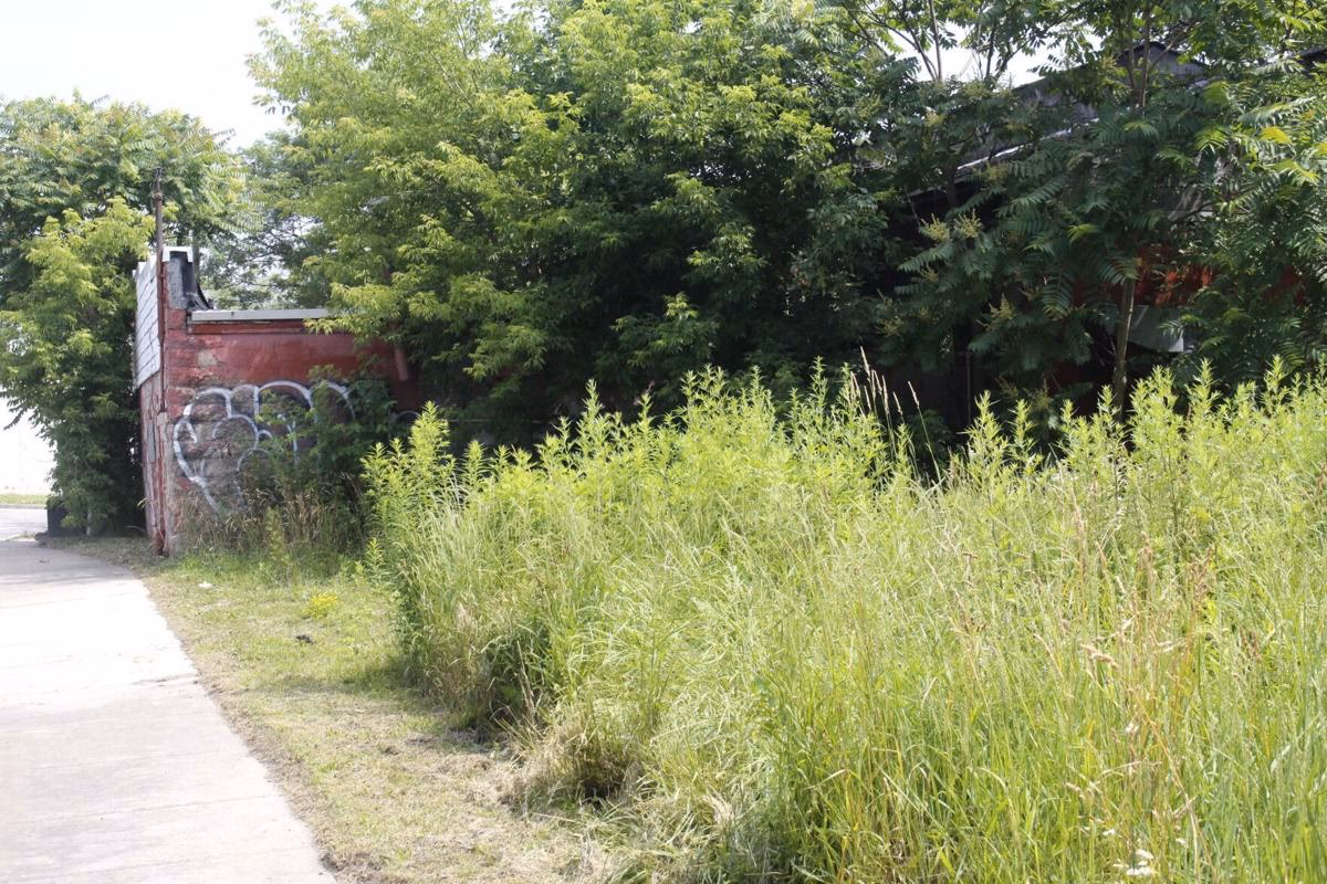 What is the pollen count in Canada in November?