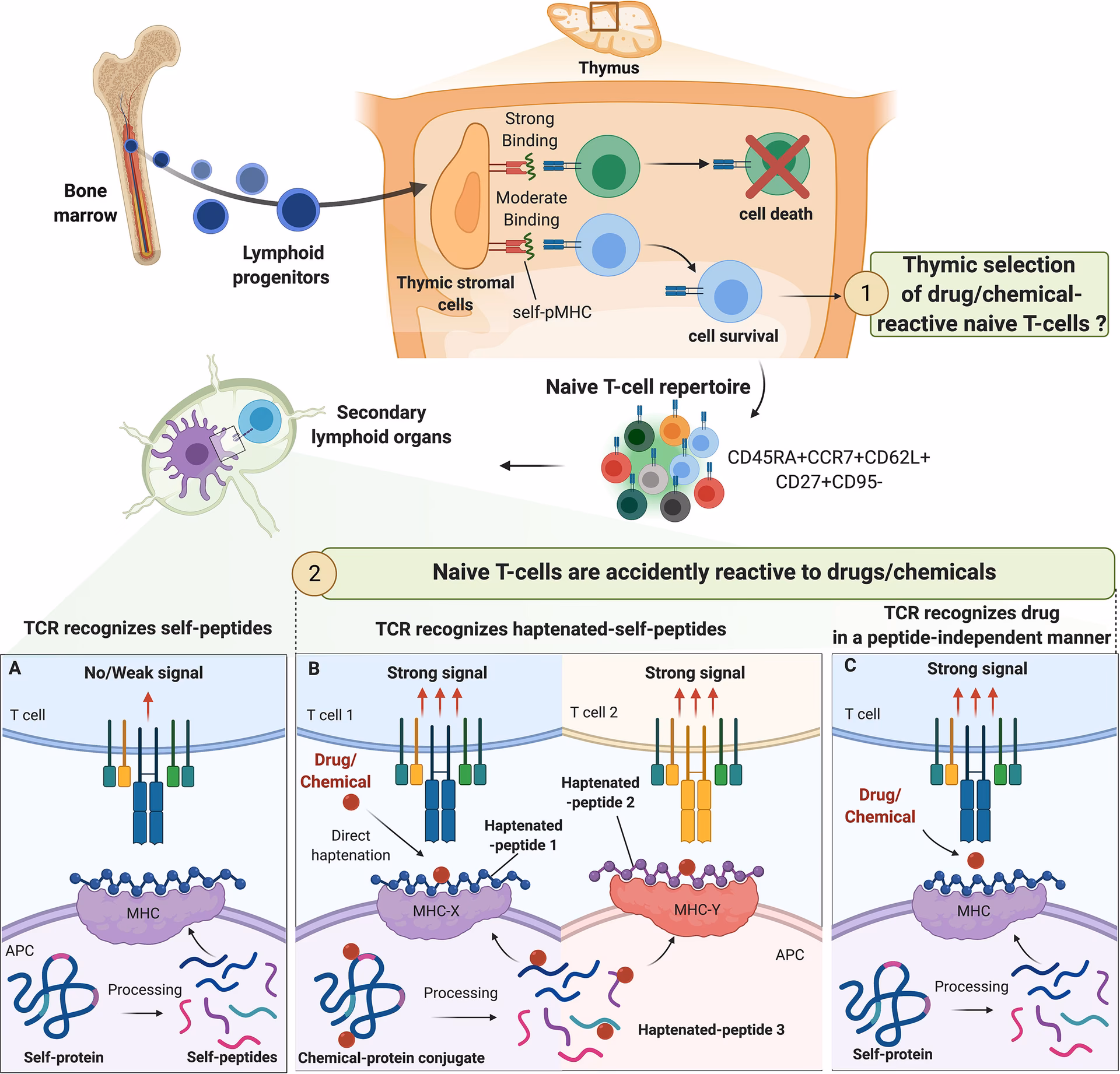 How do nave T cells recognize allergens?
