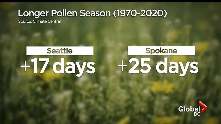 Why is the pollen count in Vancouver so high?