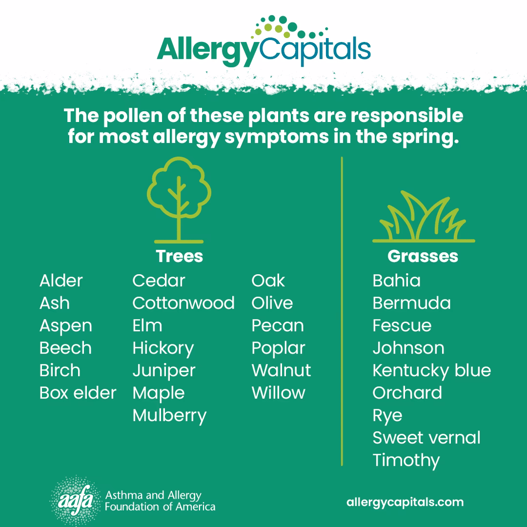 What causes pollen allergies?