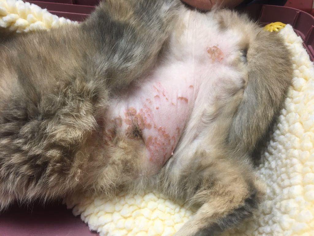 What causes a cat's belly rash?
