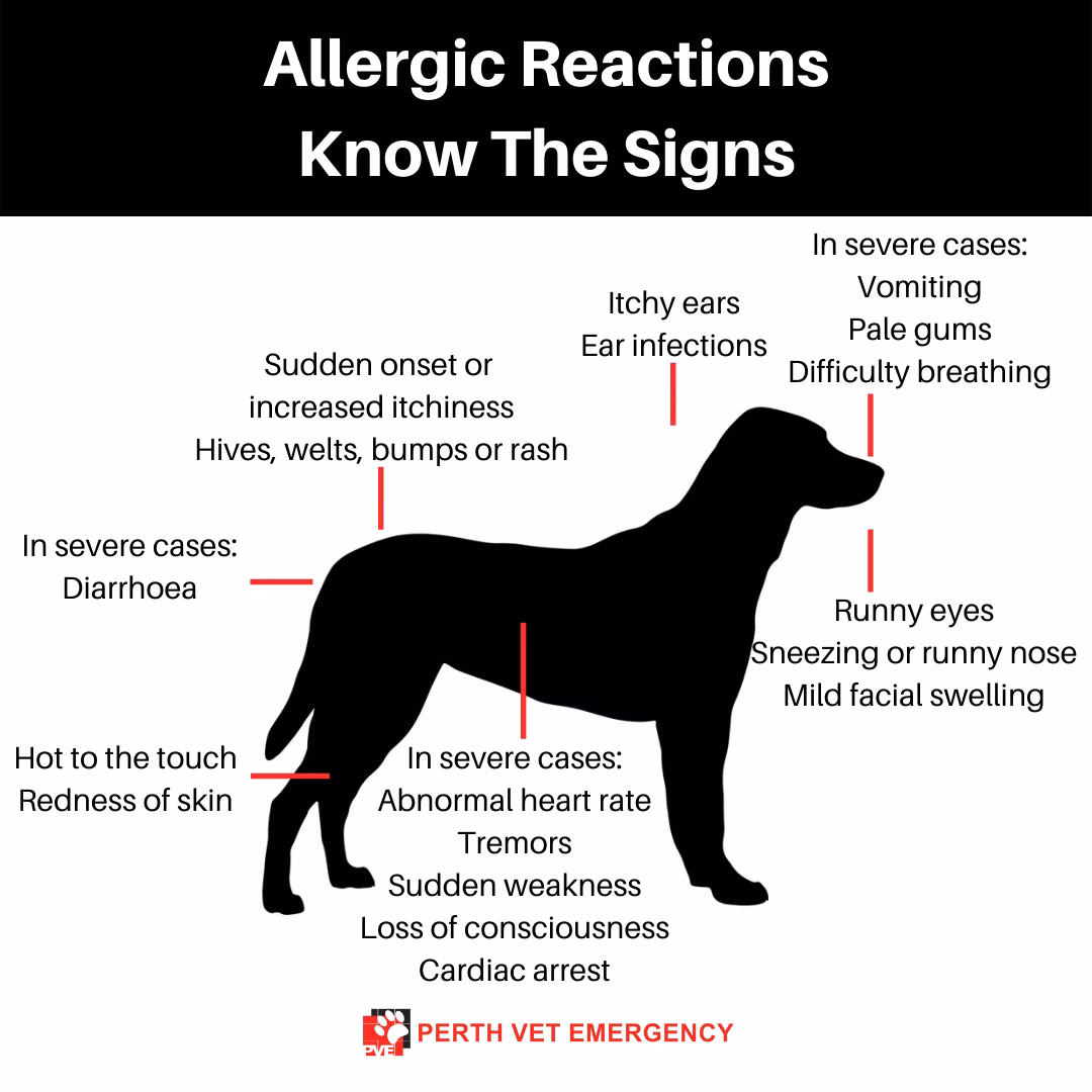 Can allergies affect a dog's immune system?