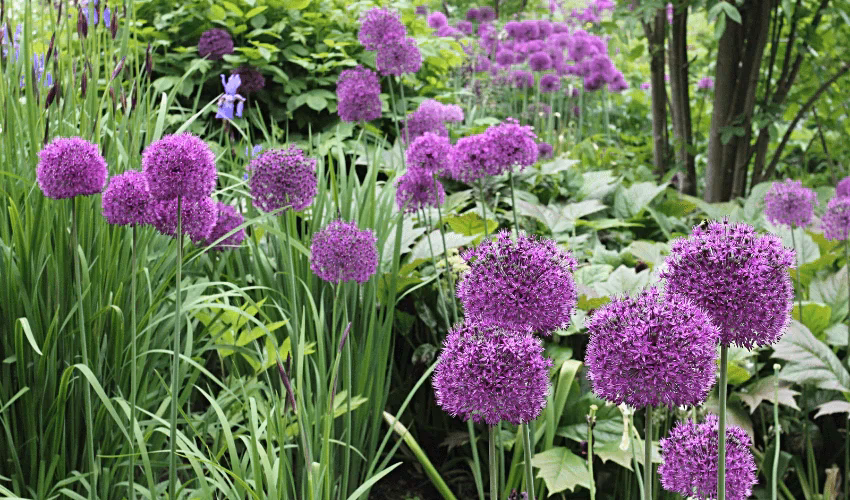 What is Allium sativum & onion allergy?