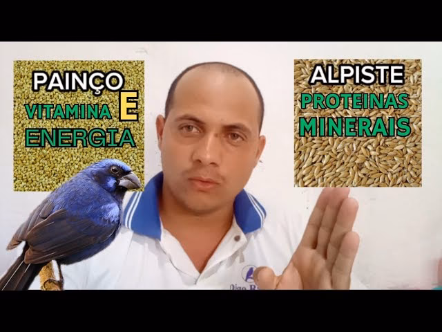 Quais são os benefícios do painço?