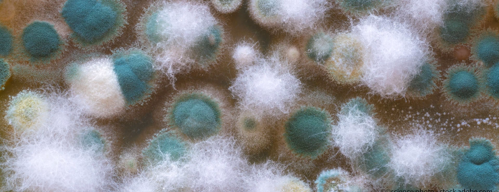 Wie erkenne ich eine Allergie gegen Alternaria?