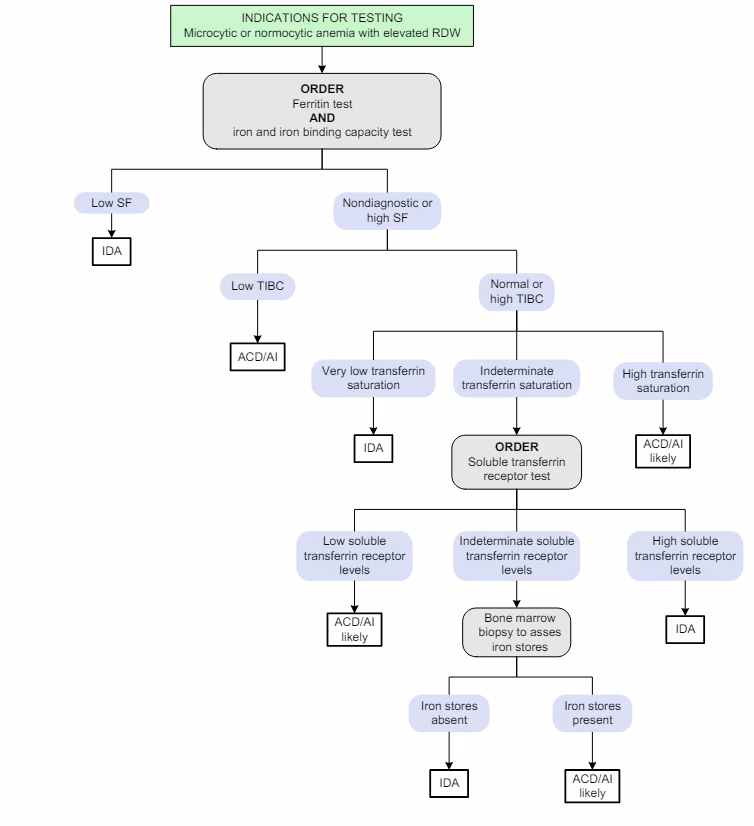 Hvad er perniciøs anæmi?