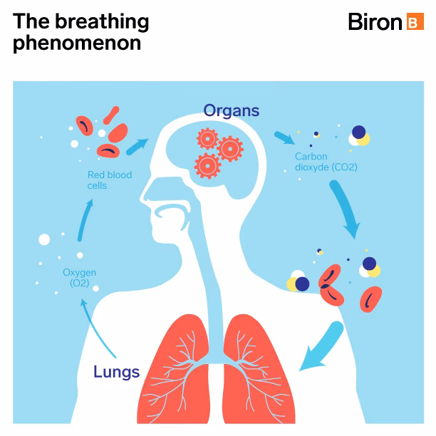 Can anemia cause shortness of breath?