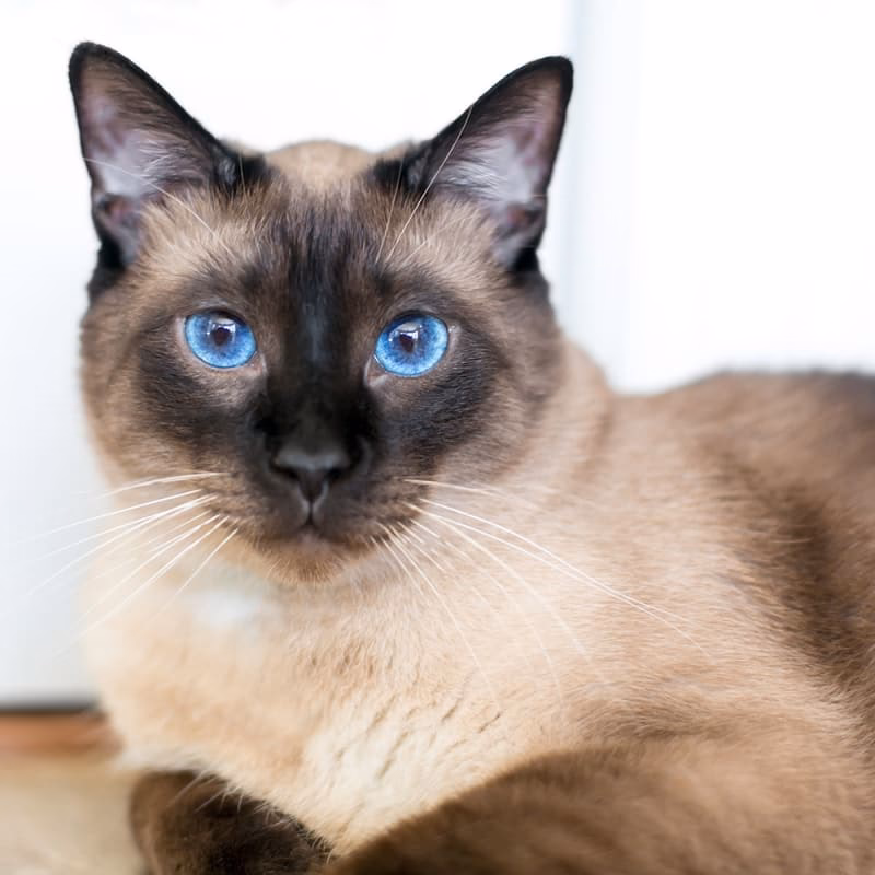 Which type of anaemia is most common in cats?