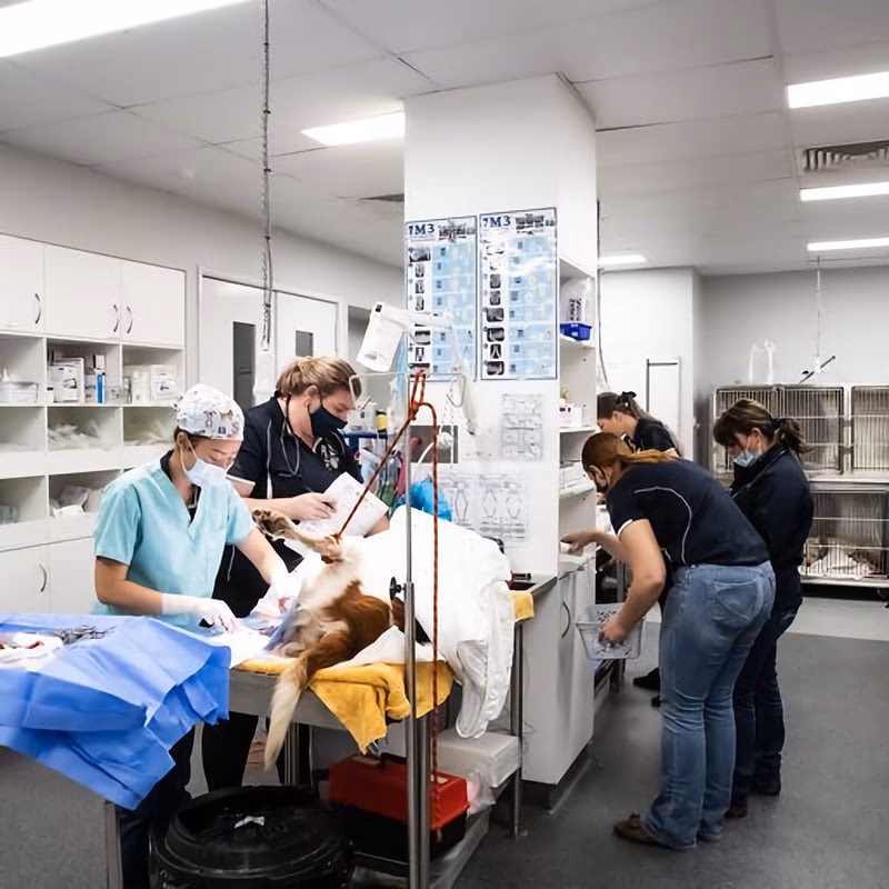 Who is Brisbane veterinary specialist centre?